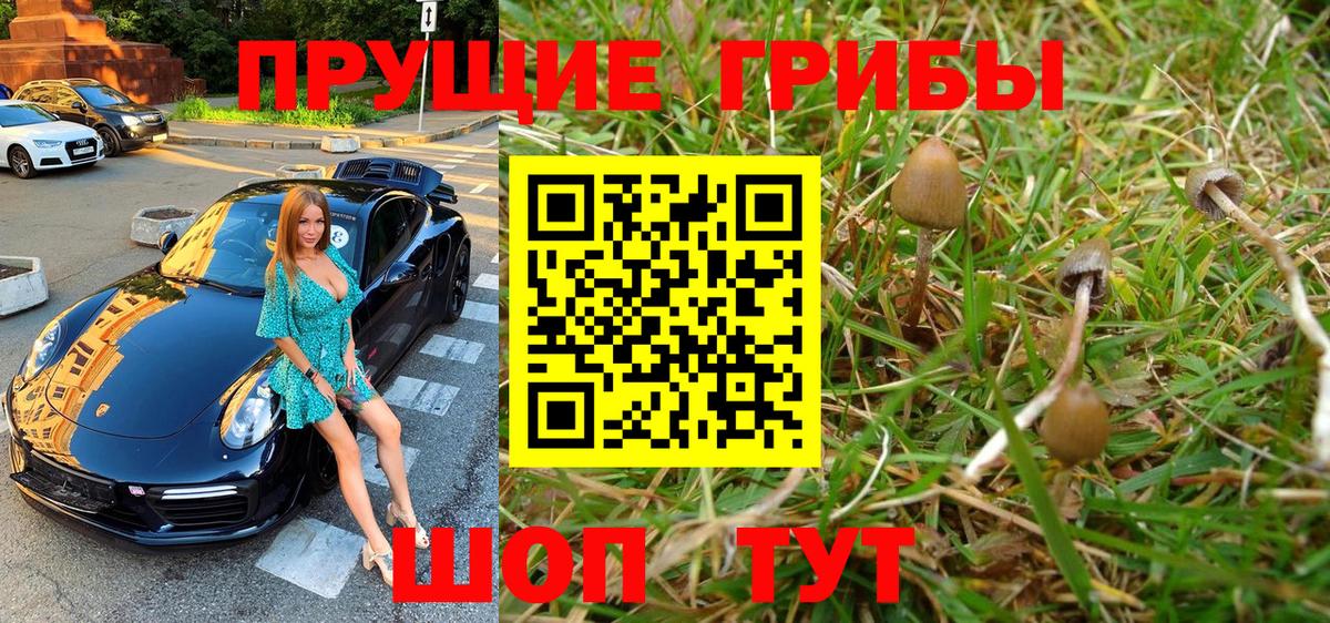 Псилоцибиновые грибы прущие грибы Тара